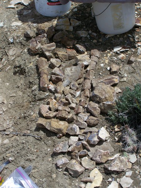 No 44 Blue Forrest wood. Pieces of wood dug up by Larry. Much of the wood appears to be black and brown on the inside. .JPG